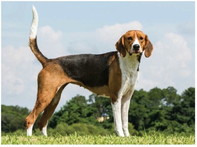 تازی روباه‌گیر آمریکایی (American Foxhound)
