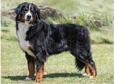سگ کوهستانی برنیز (Bernese Mountain Dog)