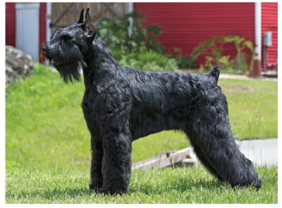 شناوزر غول‌پیکر (Giant Schnauzer)