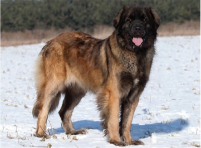 لئون‌برگر (Leonberger)