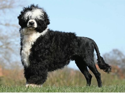سگ شناگر پرتغالی (Portuguese Water Dog)