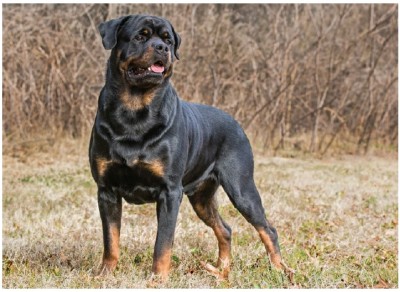 رات‌وایلر (Rottweiler)