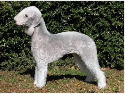 بدلینگتون تریر (Bedlington Terrier)
