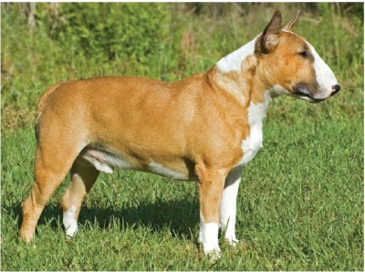 بول تریر (Bull Terrier)