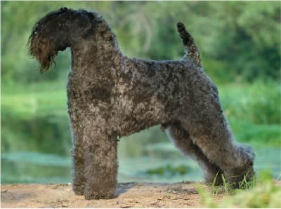 کِری بلو تریر (Kerry Blue Terrier)