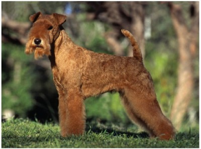 لِیک‌لَند تریر (Lakeland Terrier)